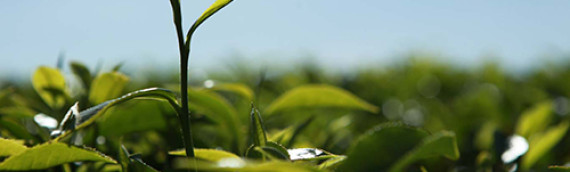 Factors affecting the yield in Sri Lankan Tea Industry – A study in the Southern Province
